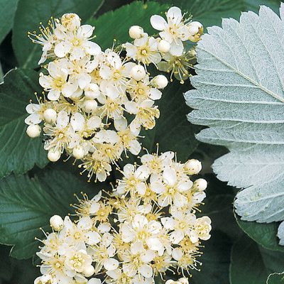 Sorbus mougeotii Soy.-Will. & Godr., © 2022, Konrad Lauber – Flora Helvetica – Haupt Verlag