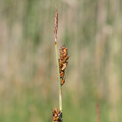 Carex panicea L., 23 December 2014, © 2009, Andreas Gygax – Cudrefin