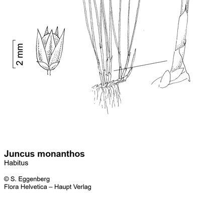 Juncus monanthos Jacq., © 2022, Stefan Eggenberg – Flora Vegetativa - Haupt Verlag