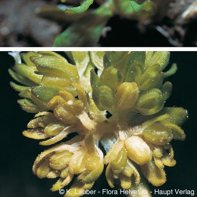 Valerianella carinata Loisel., © 2022, Konrad Lauber – Flora Helvetica – Haupt Verlag