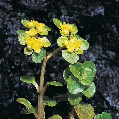 Chrysosplenium oppositifolium L., © 2022, Konrad Lauber – Flora Helvetica – Haupt Verlag