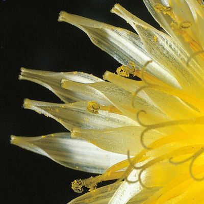 Taraxacum cucullatum aggr., © 2022, Konrad Lauber – Flora Helvetica – Haupt Verlag