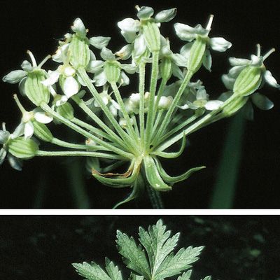 Pleurospermum austriacum (L.) Hoffm., © 2022, Konrad Lauber – Flora Helvetica – Haupt Verlag