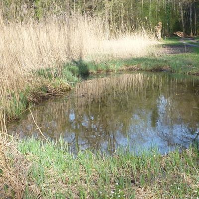 Chara intermedia A. Braun, © 2013, D. Auderset Joye – Chara intermedia forme un tapis dense à faible profondeur (<70 cm) dans cet étang au niveau d’eau fluctuant (Gutighausen Weiher, CH-Zh). 