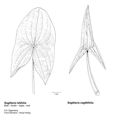 Sagittaria sagittifolia L., 7 January 2021, © 2022, Stefan Eggenberg – Flora Helvetica – Haupt Verlag