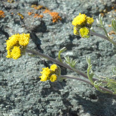 Artemisia glacialis L., © 2007, Beat Bäumler – Mauvoisin (VS)