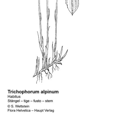 Trichophorum alpinum (L.) Pers., 2 December 2022, © 2022, Sacha Wettstein – Flora Vegetativa - Haupt Verlag