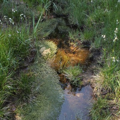 Chara vulgaris L., © 2015, P. Prunier – Chara vulgaris peut pousser à l’état semi émergé, dans les ruisselets à faible débit (Vuache, F-74)