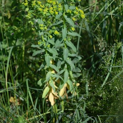 Euphorbia platyphyllos L., © Copyright Christophe Bornand