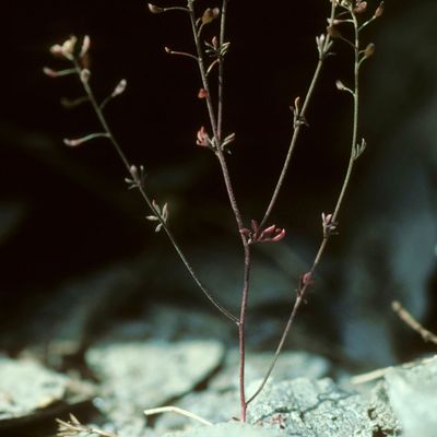 Hornungia petraea (L.) Rchb., © Copyright Christophe Bornand