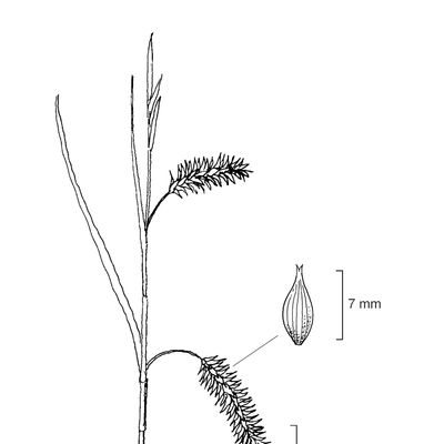 Carex viridula Michx., 7 January 2021, © 2022, Stefan Eggenberg – Flora Vegetativa - Haupt Verlag