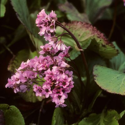 Bergenia crassifolia (L.) Fritsch, © Copyright Christophe Bornand