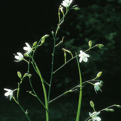 Anthericum ramosum L., © 2022, Konrad Lauber – Flora Helvetica – Haupt Verlag