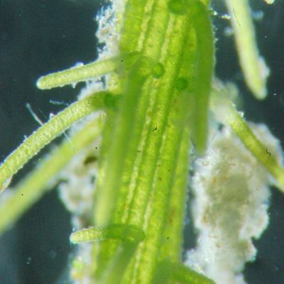 Chara strigosa A. Braun, 15 May 2013, © 2013, D. Auderset Joye – Chara strigosa f. jurensis, cortication de l’axe irrégulière (sur ce tronçon elle est haplostique), acicules groupées (étang Hainard, Moulin de Vert, Cartigny, CH-Ge). 
