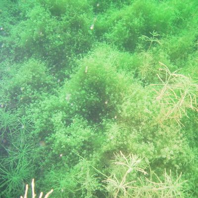 Nitella tenuissima (Desv.) Kütz., © 2009, P. Mulattieri – Nitella tenuissima forme des peuplements denses entre 5 et 8 m de profondeur dans un étang de l'Etournel (Pougny, F-01). Elle est en contact de Chara intermedia.