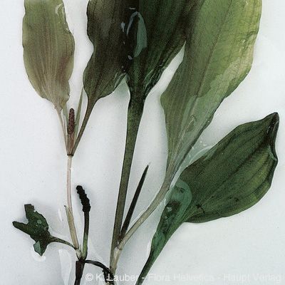 Potamogeton coloratus Hornem., © 2022, Konrad Lauber – Flora Helvetica – Haupt Verlag