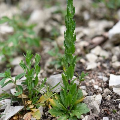 Arabis nemorensis (Hoffm.) W. D. J. Koch, © 2022, Philippe Juillerat – Cirque de Moron (NE)