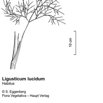 Ligusticum lucidum Mill., © 2022, Stefan Eggenberg – Flora Vegetativa © Haupt Verlag