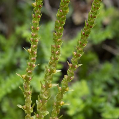 Selaginella helvetica (L.) Link, 30 May 2023, © Copyright Françoise Alsaker