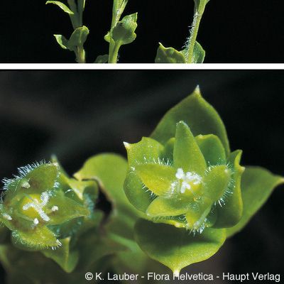 Stellaria pallida (Dumort.) Crép., © 2022, Konrad Lauber – Flora Helvetica – Haupt Verlag