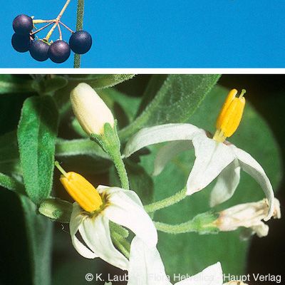 Solanum chenopodioides Lam., © 2022, Konrad Lauber – Flora Helvetica – Haupt Verlag