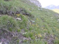 4/4 - © 2013, Patrice Prunier – IV.2.1.3.2 - Astragalo leontini-Seslerietumcaeruleae, Triftwang - Zermatt CH-Vs