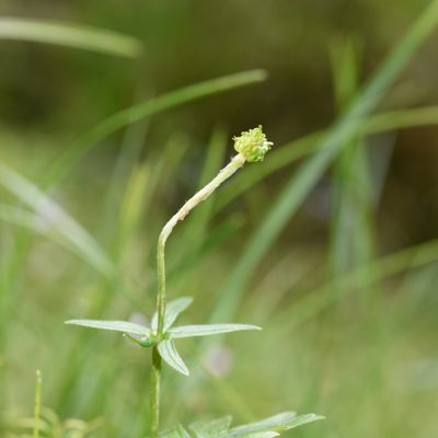 Ranunculus montanus Willd., © 2022, Philippe Juillerat – Chevenez, éboulis froid à Anthriscus stenophylla