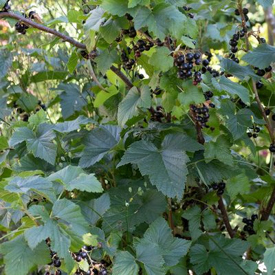 Ribes nigrum L., 24 June 2018, © Copyright Françoise Alsaker – Grossulariaceae