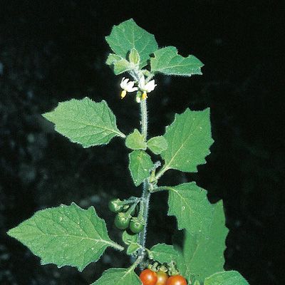 Solanum villosum Mill., © 2022, Konrad Lauber – Flora Helvetica – Haupt Verlag