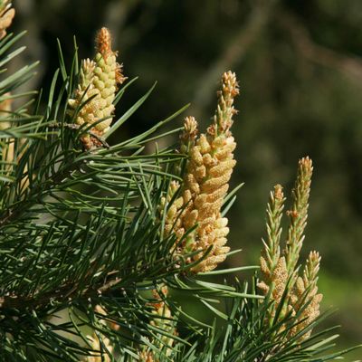 Pinus sylvestris L., © Copyright Christophe Bornand