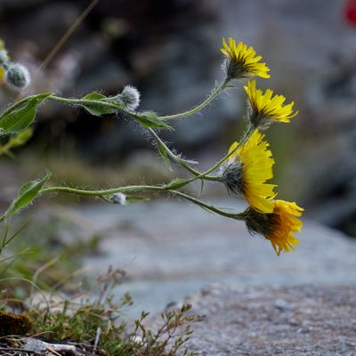 Hieracium pilosum Froel., © 2022, Hugh Knott – Zermatt