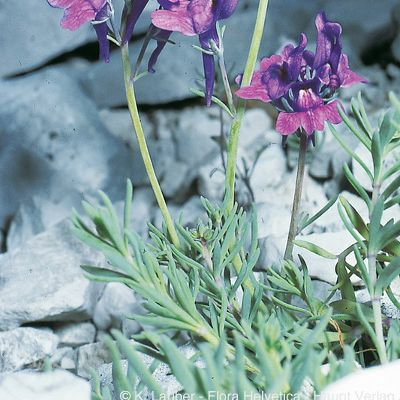 Linaria alpina subsp. petraea (Jord.) Rouy, © 2022, Konrad Lauber – Flora Helvetica – Haupt Verlag