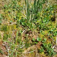 4/18 - © Copyright 2025 Patrice Prunier – VI.2.1.1.3 - Dicrano bergeri-Callunetum vulgaris, Sorenberg CH-LU