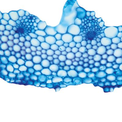 Lloydia serotina (L.) Rchb., © 2022, Hugo Berger – Stängel, 400x