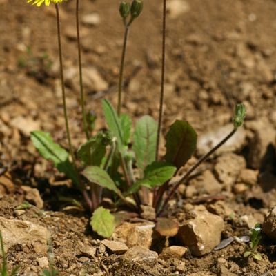 Crepis sancta (L.) Bornm., © Copyright Christophe Bornand