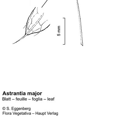 Astrantia major L., 12 January 2023, © 2022, Stefan Eggenberg – Flora Vegetativa © Haupt Verlag
