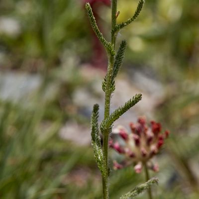 Achillea millefolium aggr., © 2022, Hugh Knott – Zermatt