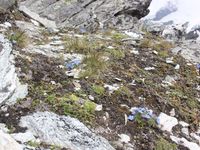 4/5 - © 2013, Patrice Prunier – III.3.1.2.2 - Artemisio genipi-Saxifragetum muscoidis, Oberrothorn Zermatt CH-Vs