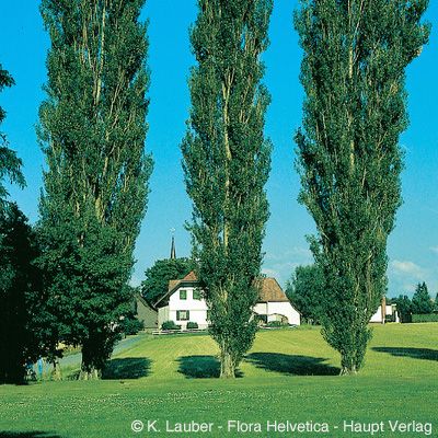 Populus nigra subsp. pyramidalis Čelak., © 2022, Konrad Lauber – Flora Helvetica – Haupt Verlag