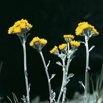 Artemisia glacialis L., © 2022, Konrad Lauber – Flora Helvetica – Haupt Verlag