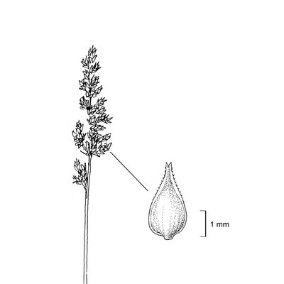 Carex paniculata L., 7 January 2021, © 2022, Stefan Eggenberg – Flora Vegetativa - Haupt Verlag
