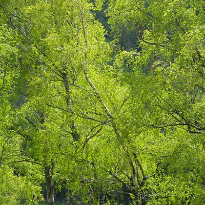 Betula pendula Roth, © 2007, Beat Bäumler – Zeneggen (VS)