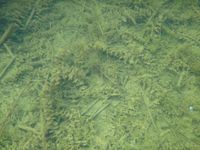 3/5, 12 June 2015 - © 2015, Aurélie Boissezon – I.5.1.2.1 - Scorpidio-Utricularietum minoris, Lac du Bois d'Avaz, Le Thuet F-74