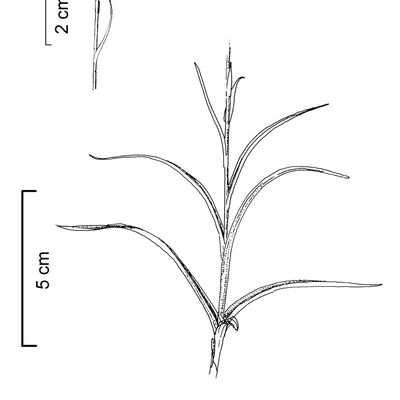 Gymnadenia odoratissima (L.) Rich., 2 December 2022, © 2022, Stefan Eggenberg – Flora Vegetativa - Haupt Verlag