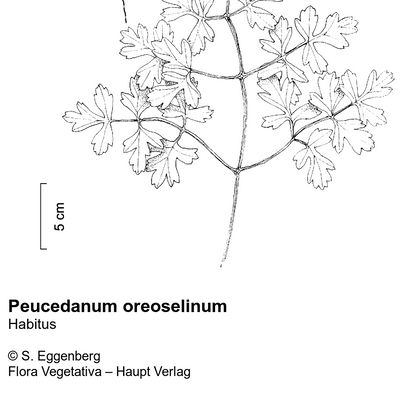 Peucedanum oreoselinum (L.) Moench, © 2022, Stefan Eggenberg – Flora Vegetativa © Haupt Verlag