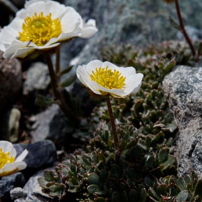 Ranunculus glacialis L., © 2022, Hugh Knott – Zermatt