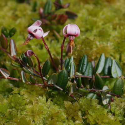 Vaccinium oxycoccos L.