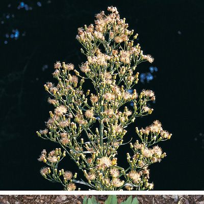 Conyza canadensis (L.) Cronquist, © 2022, Konrad Lauber – Flora Helvetica – Haupt Verlag