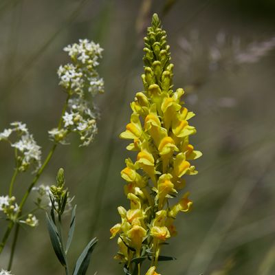 Linaria angustissima (Loisel.) Re, © 2022, Hugh Knott – Zermatt