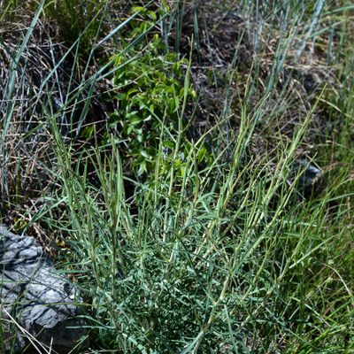 Lactuca viminea (L.) J. Presl & C. Presl, 7 June 2017, © Copyright 2017 Françoise Alsaker – Asteraceae